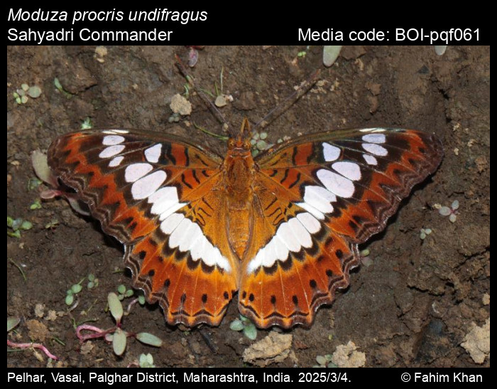 BOI-pqf061