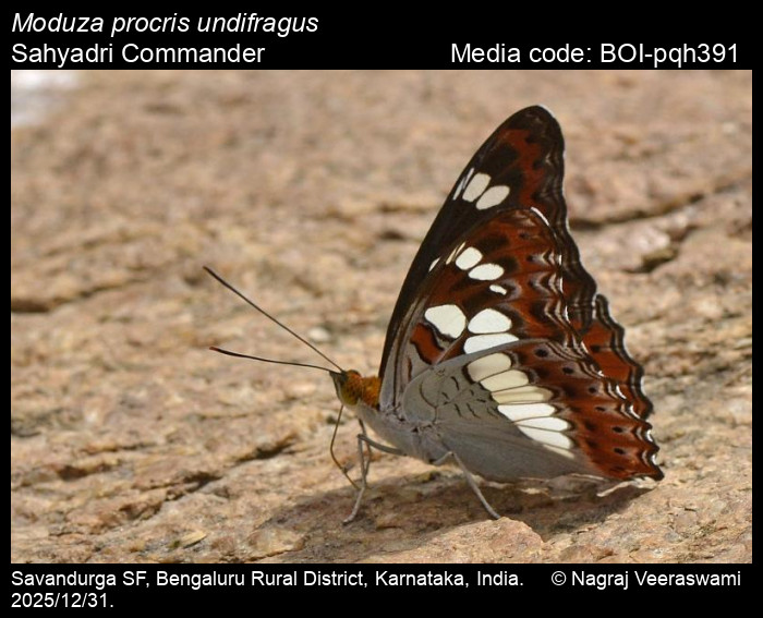 BOI-pqh391