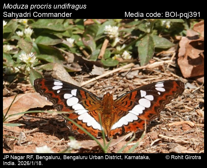 BOI-pqj391