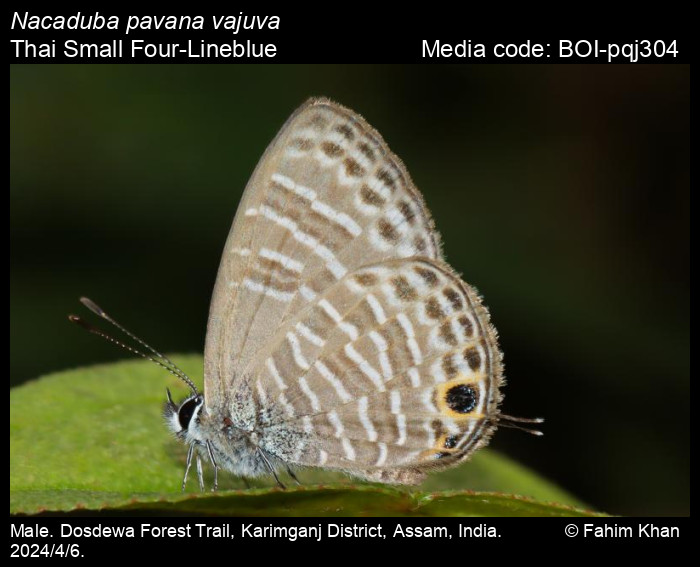BOI-pqj304