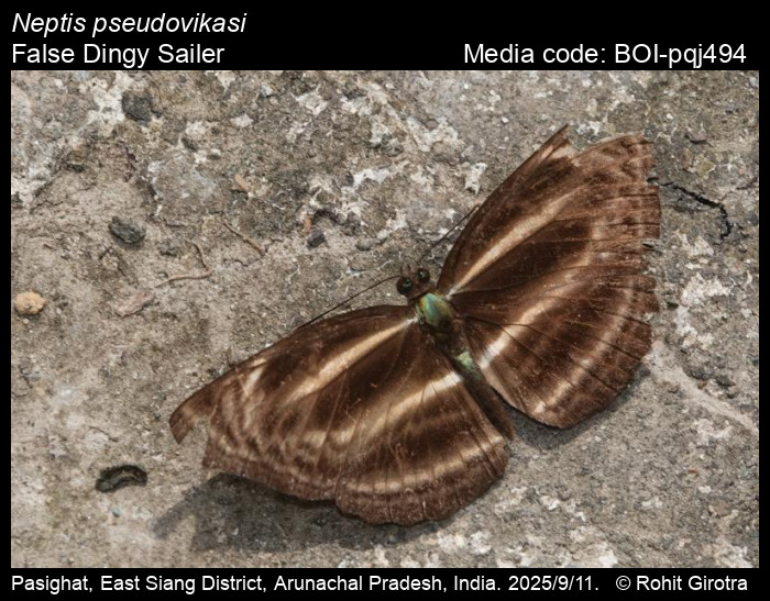 BOI-pqj494