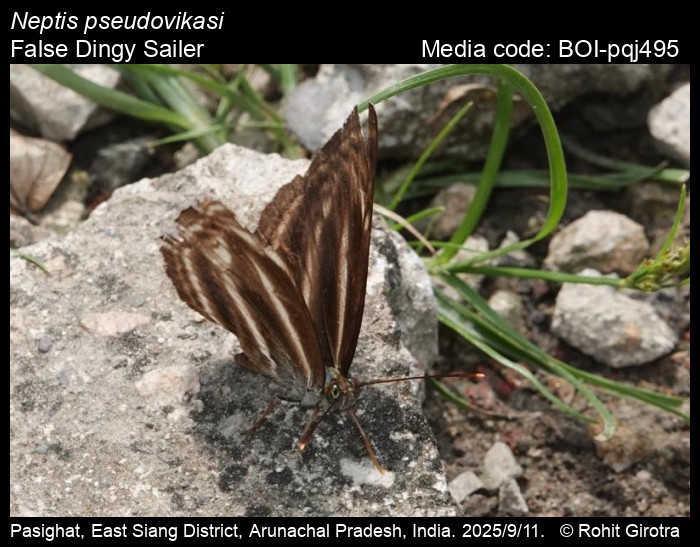 BOI-pqj495
