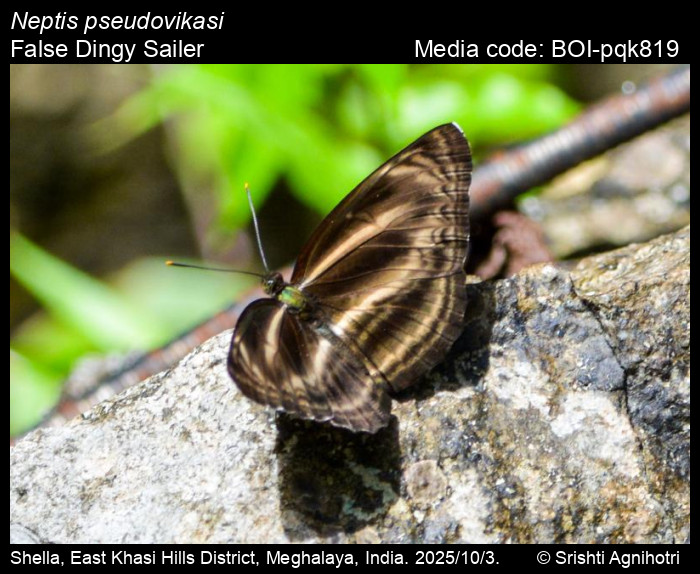 BOI-pqk819