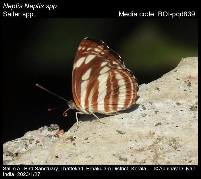 BOI-pqd839