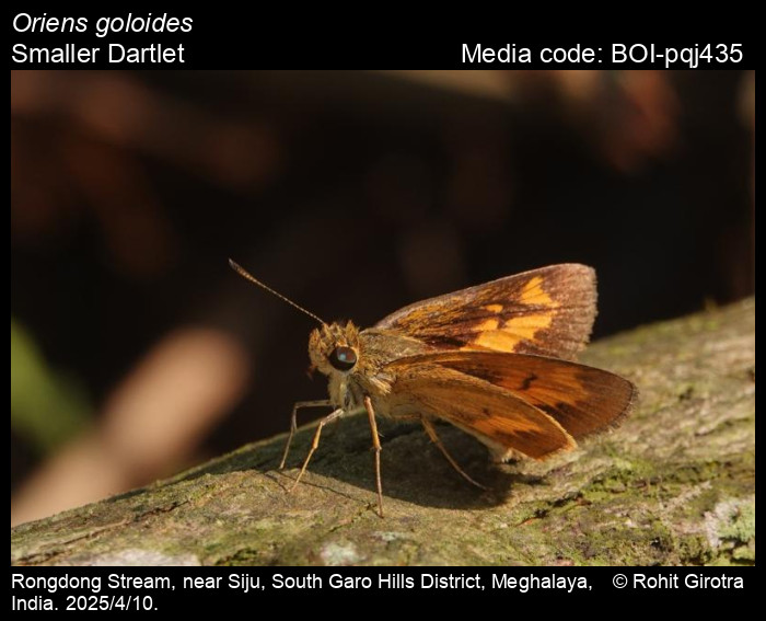 BOI-pqj435