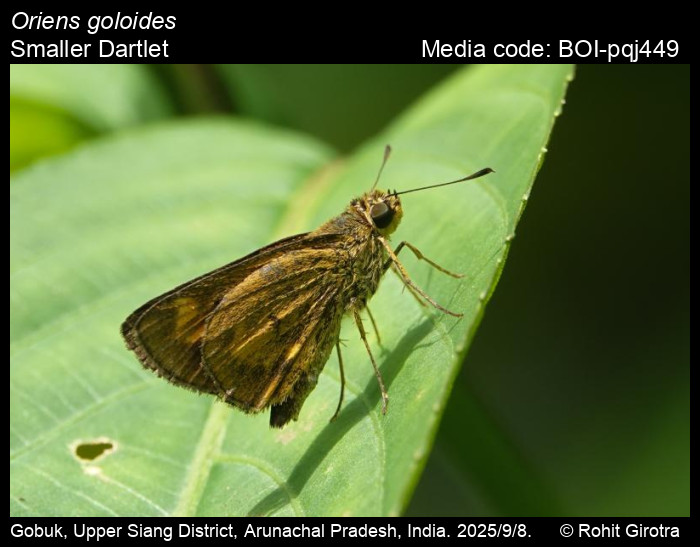 BOI-pqj449