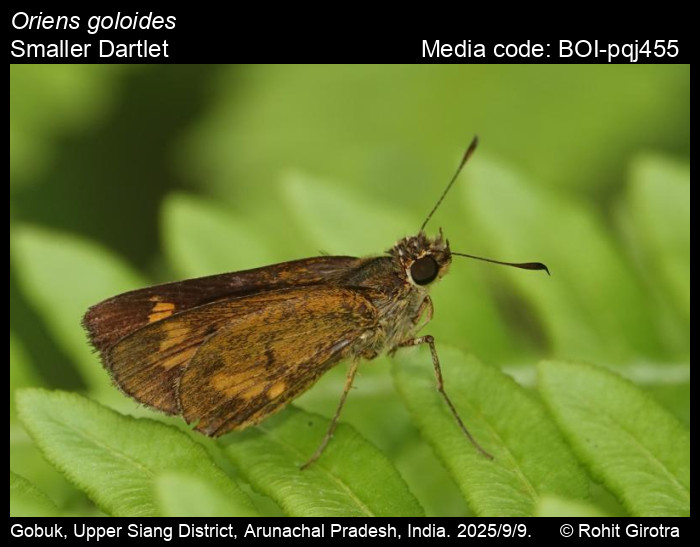 BOI-pqj455