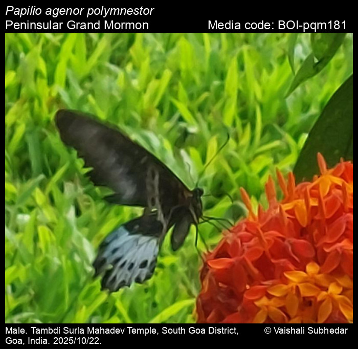 BOI-pqm181