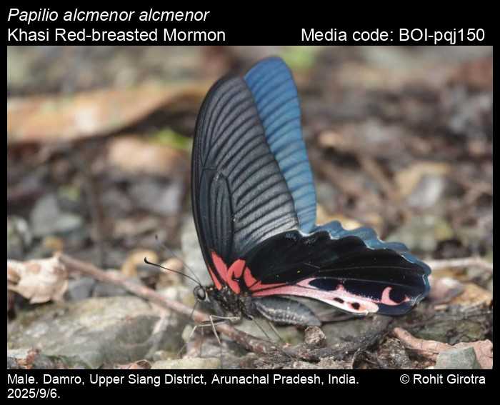 BOI-pqj150