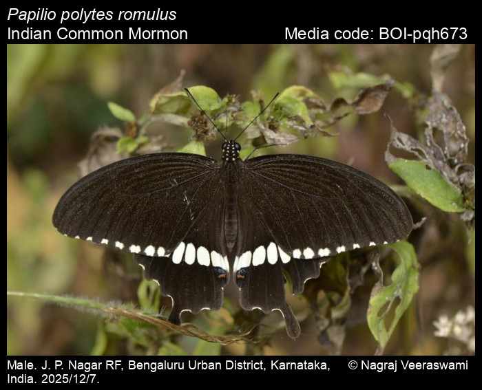 BOI-pqh673