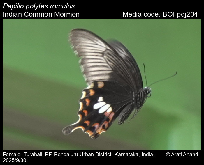 BOI-pqj204
