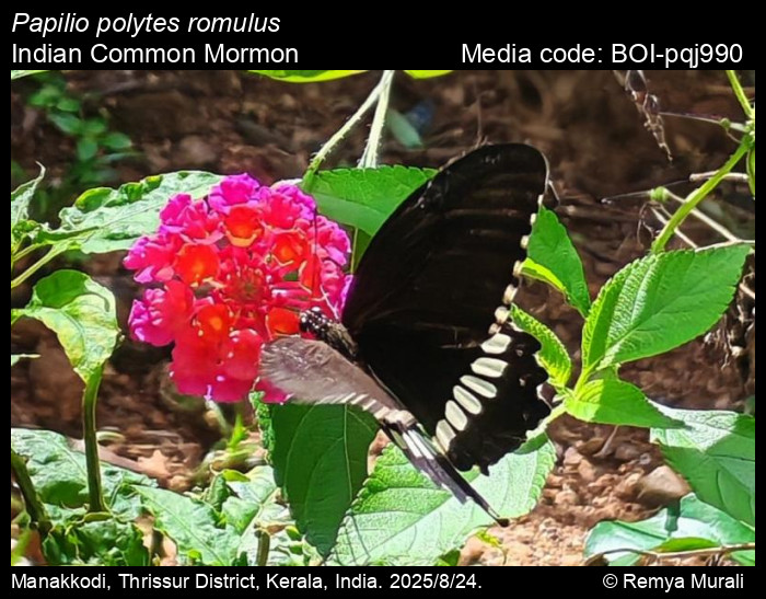 BOI-pqj990