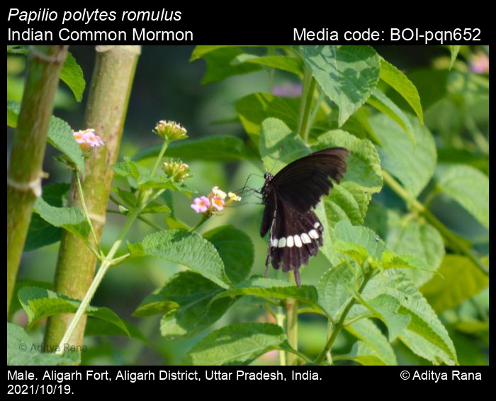 BOI-pqn652