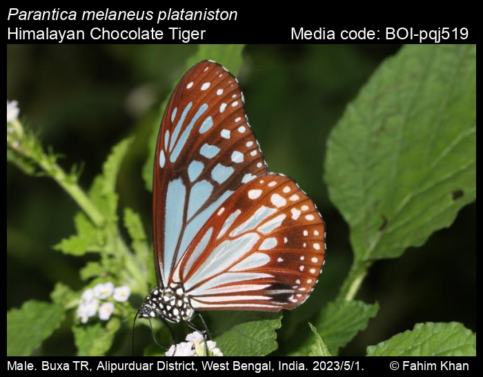 BOI-pqj519