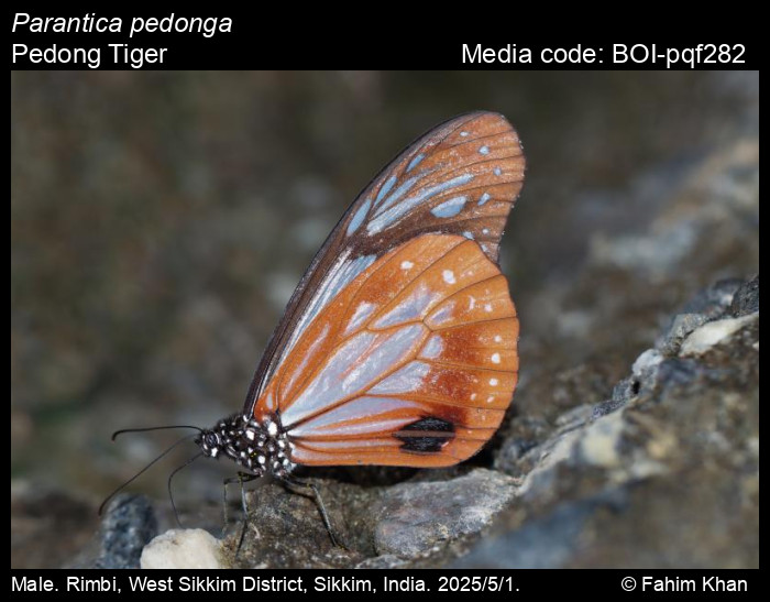 BOI-pqf282