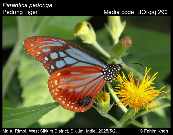BOI-pqf290