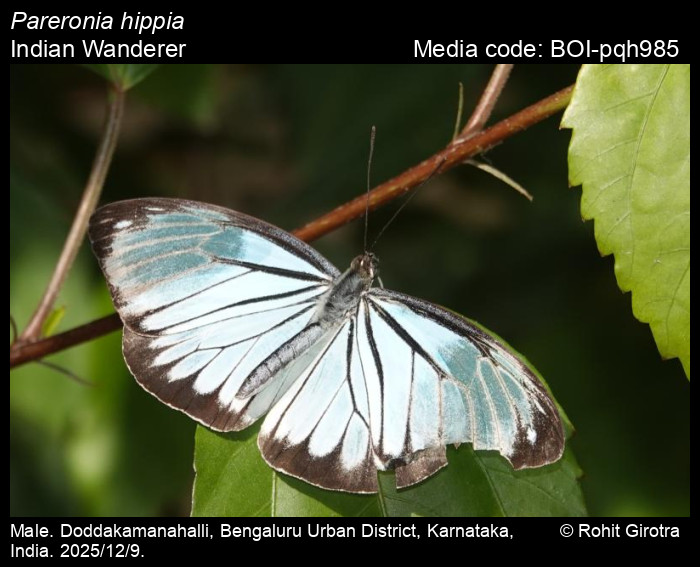 BOI-pqh985