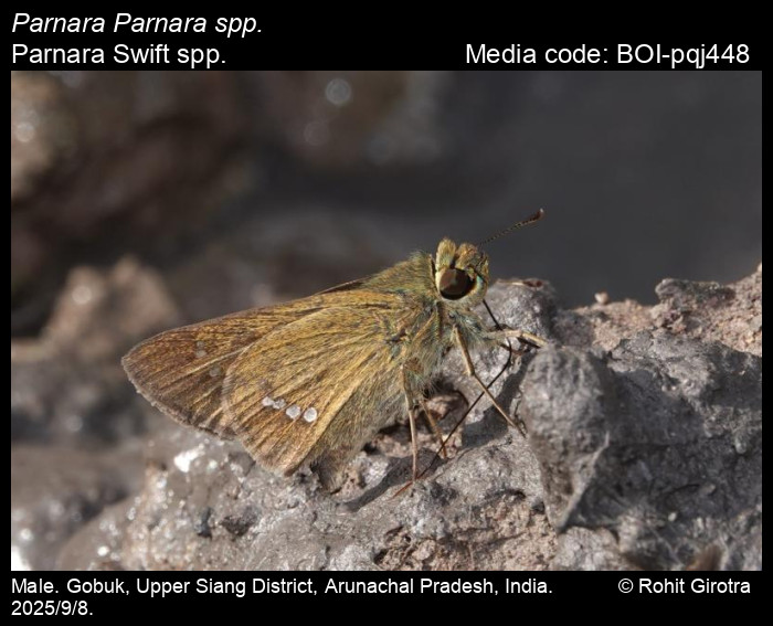 BOI-pqj448