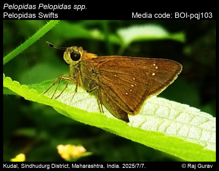 BOI-pqj103