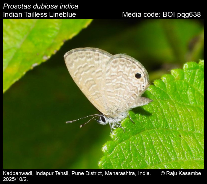 BOI-pqg638