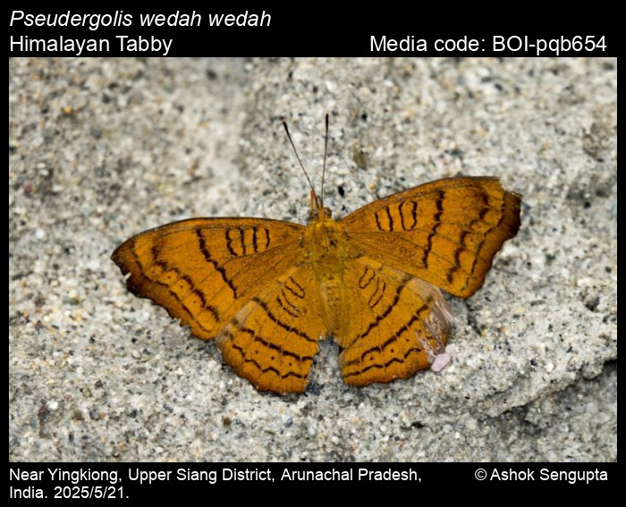 BOI-pqb654