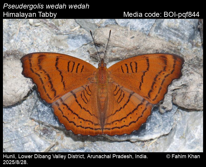 BOI-pqf844