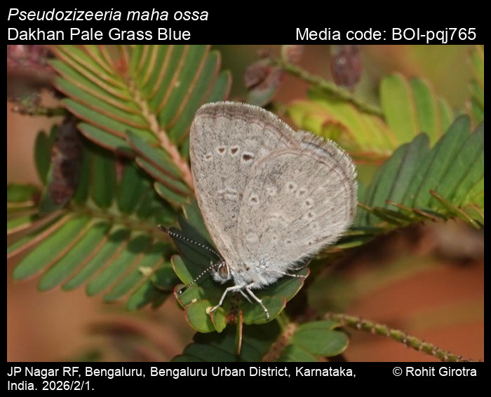 BOI-pqj765