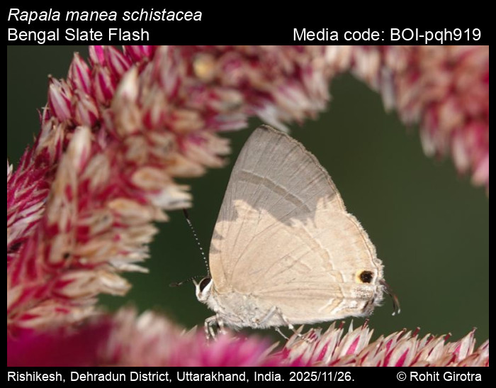 BOI-pqh919