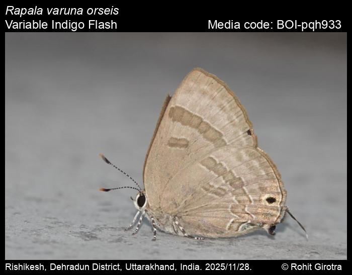 BOI-pqh933