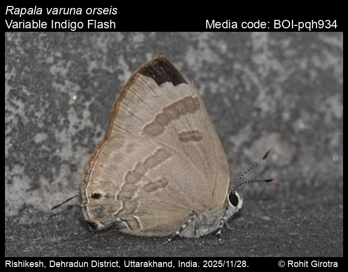 BOI-pqh934