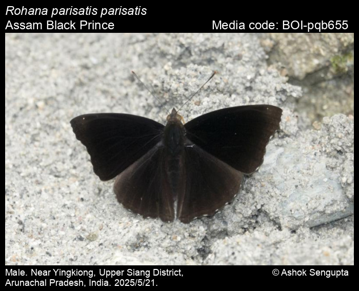 BOI-pqb655