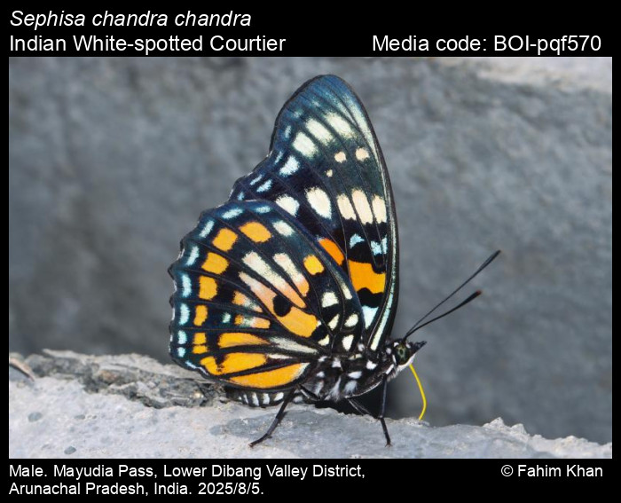 BOI-pqf570