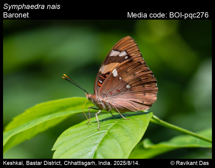 BOI-pqc276