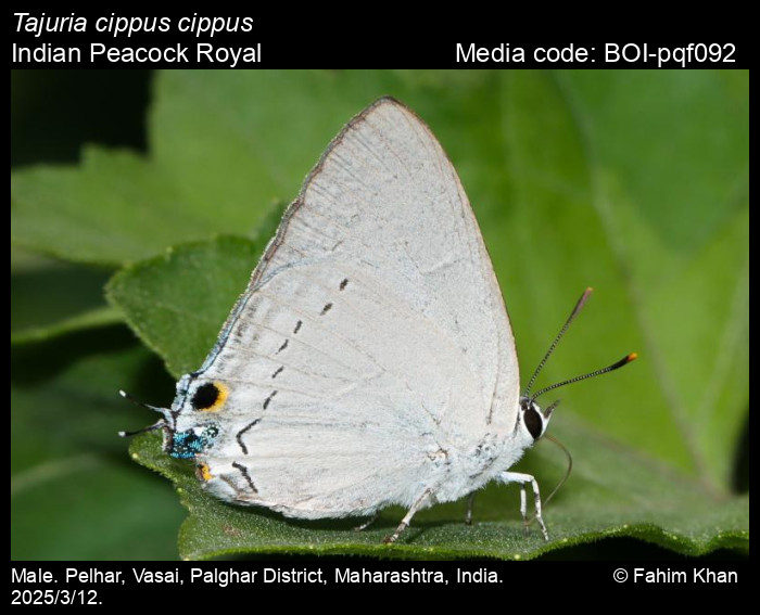 BOI-pqf092