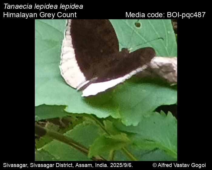 BOI-pqc487
