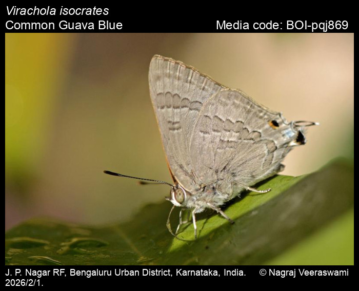BOI-pqj869