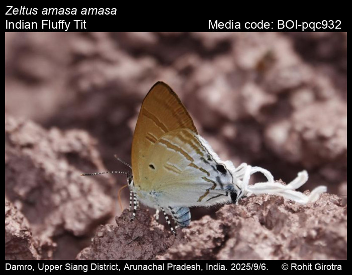 BOI-pqc932