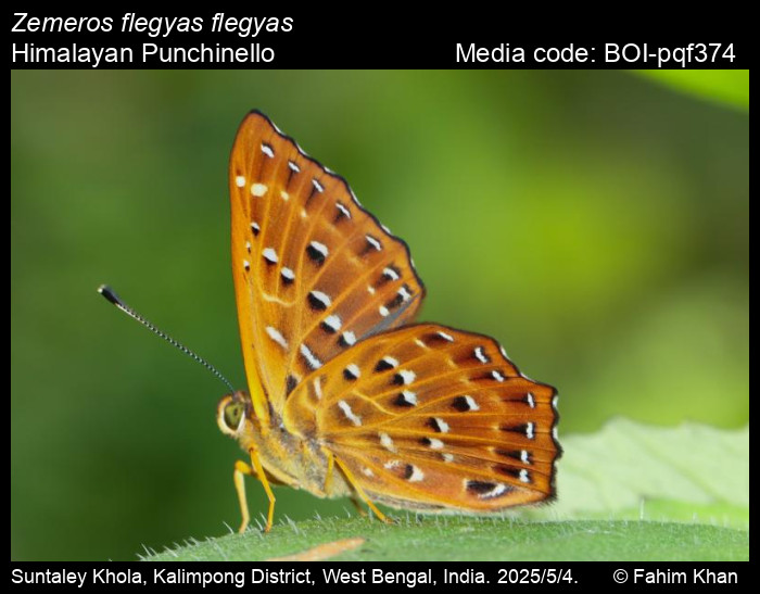 BOI-pqf374
