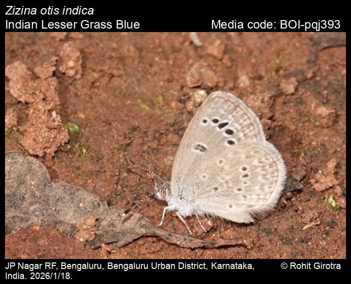 BOI-pqj393
