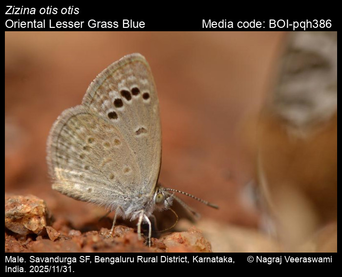 BOI-pqh386