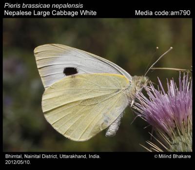 Cabbage White Butterfly species